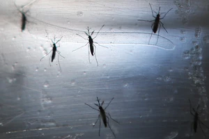 Hello Mosquito! Welcome To The Amarillo Jungle