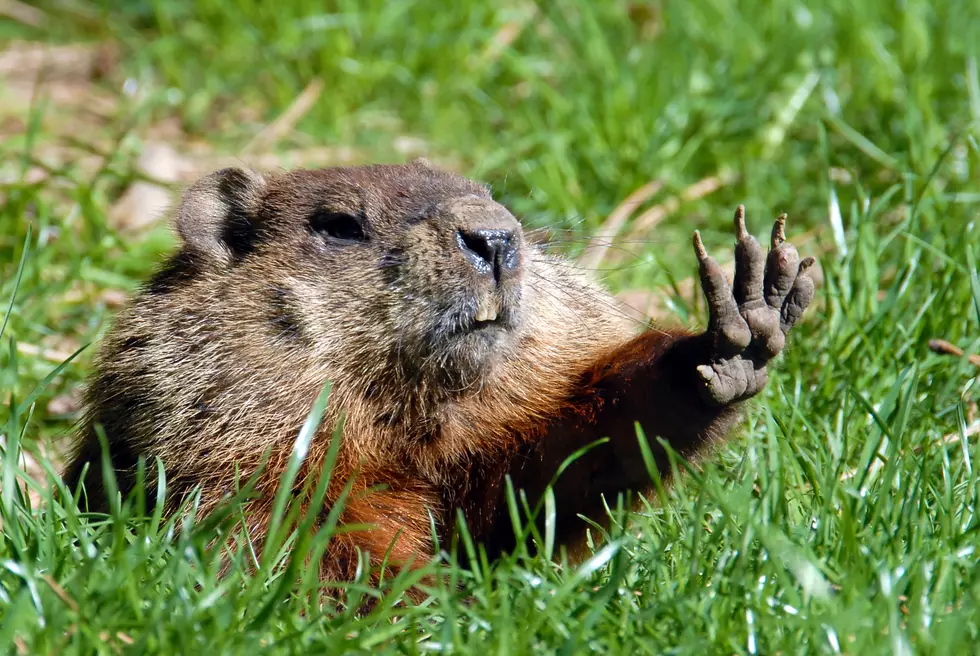 This Weekend Proves Groundhogs Know Nothing About Weather
