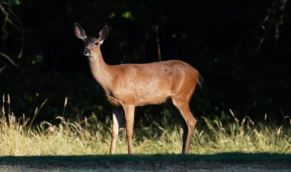 Death By Animal: Texas #1 On The List, Amarillo Deer Problem