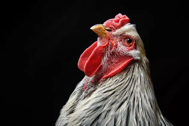 During the Salmonella Outbreak, You Shouldn&#8217;t Kiss Your Chickens