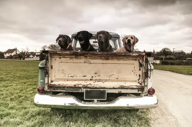 That Dog in the Bed of That Pickup &#8211; Is That Legal in Texas?