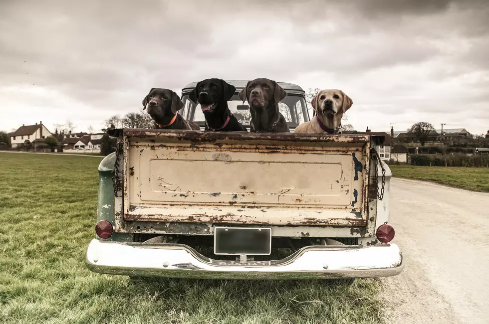 That Dog in the Bed of That Pickup – Is That Legal in Texas?