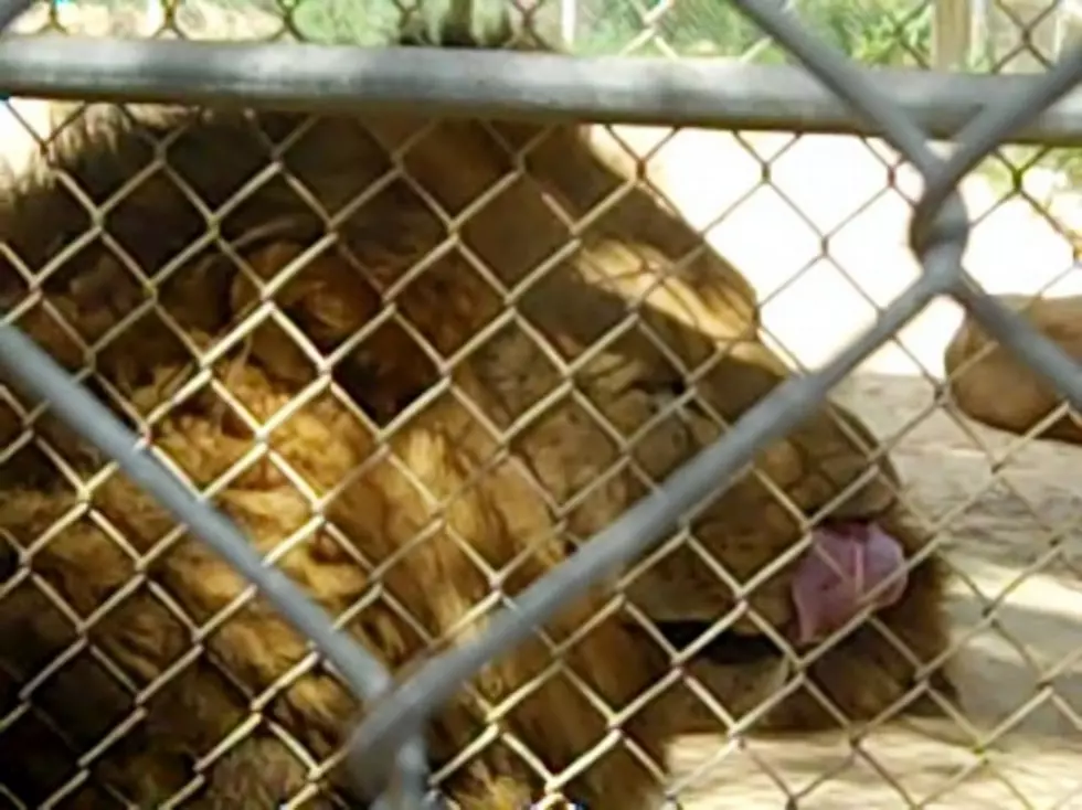 Several Fundraisers Coming Up for Yogie &#038; Friends Exotic Cat Sanctuary