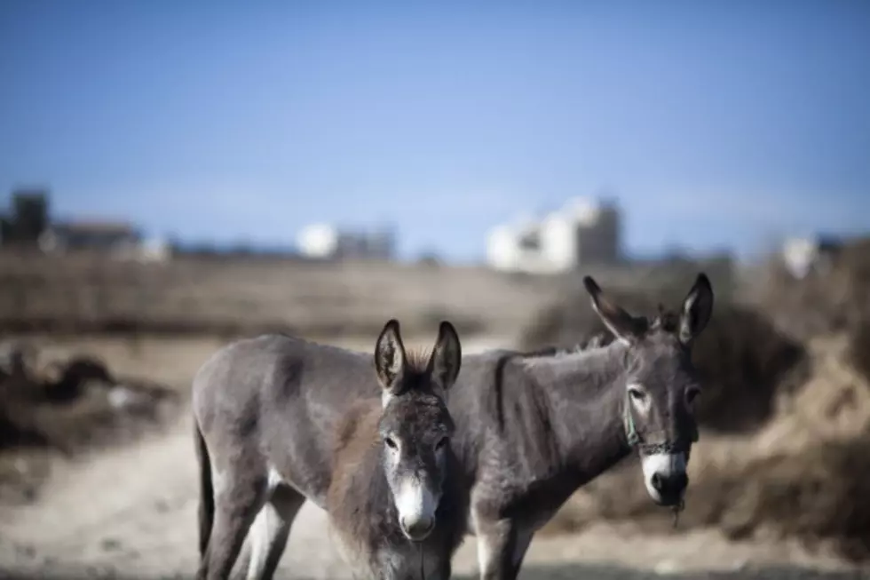 Donkeys Found Near Vivian
