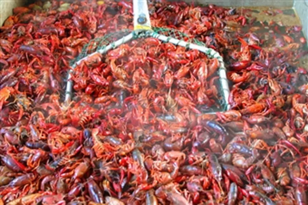 Crawfish Prices in Shreveport Are Higher Than Normal for March