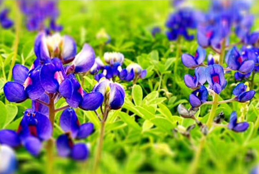 There&#8217;s Really A Website Called &#8216;P**ping On Bluebonnets&#8217;
