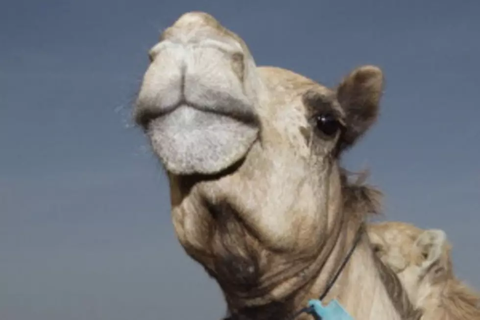 Watch Video When Woman Bites Camel to Get Free