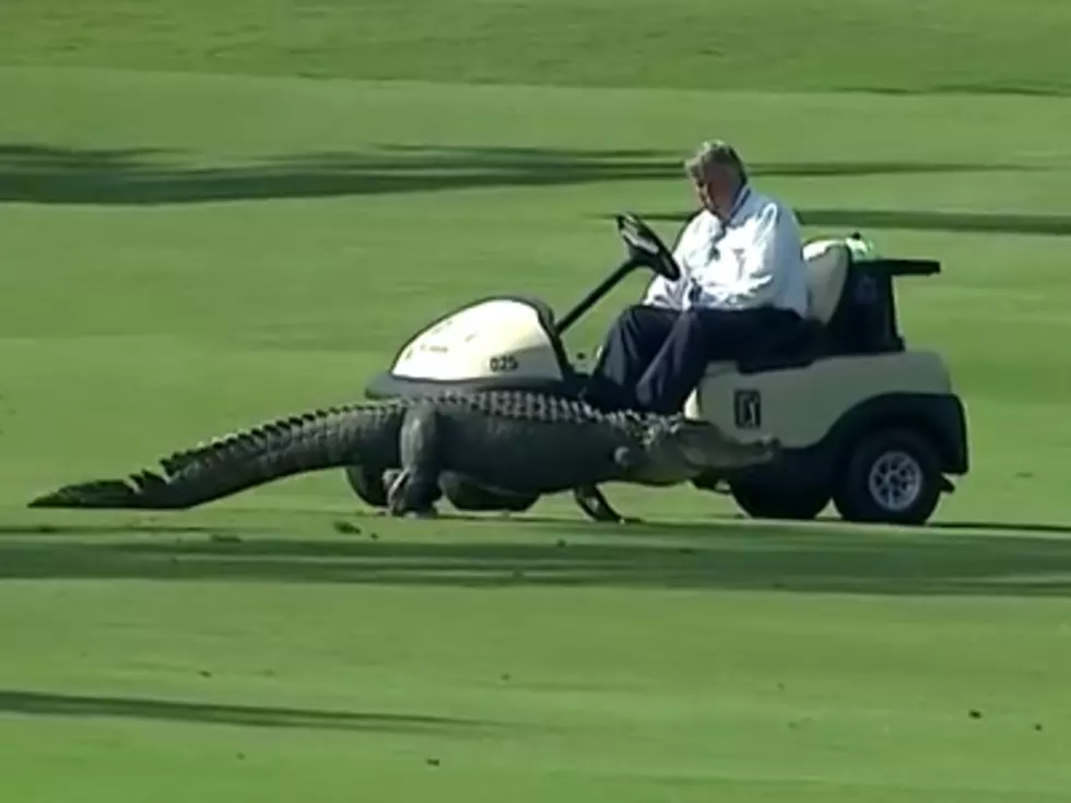 Three Legged Alligator Roams the Fairways At New Orleans PGA Event
