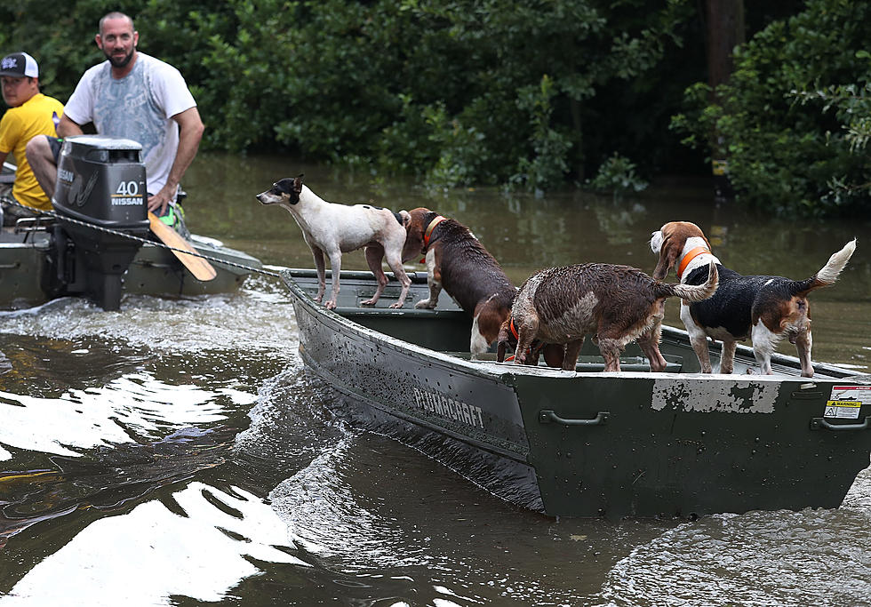 Some Pets Displaced By Floods Are Headed To Prison