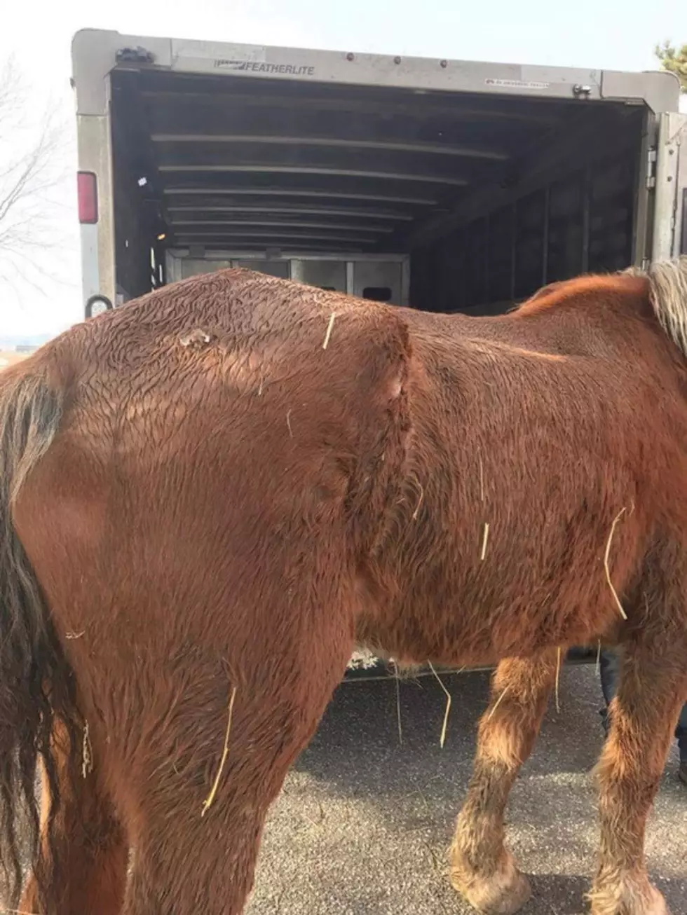Horse Kill Pen Owner Lashes Out
