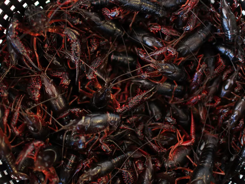 Mudbug Madness Set For Biggest Memorial Day Weekend Ever [VIDEO]