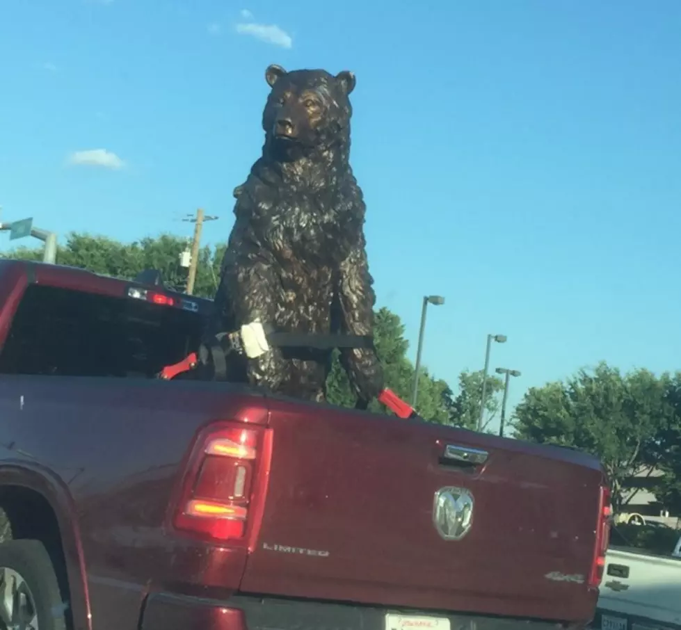 I Saw a Bear in the Middle of Bossier City