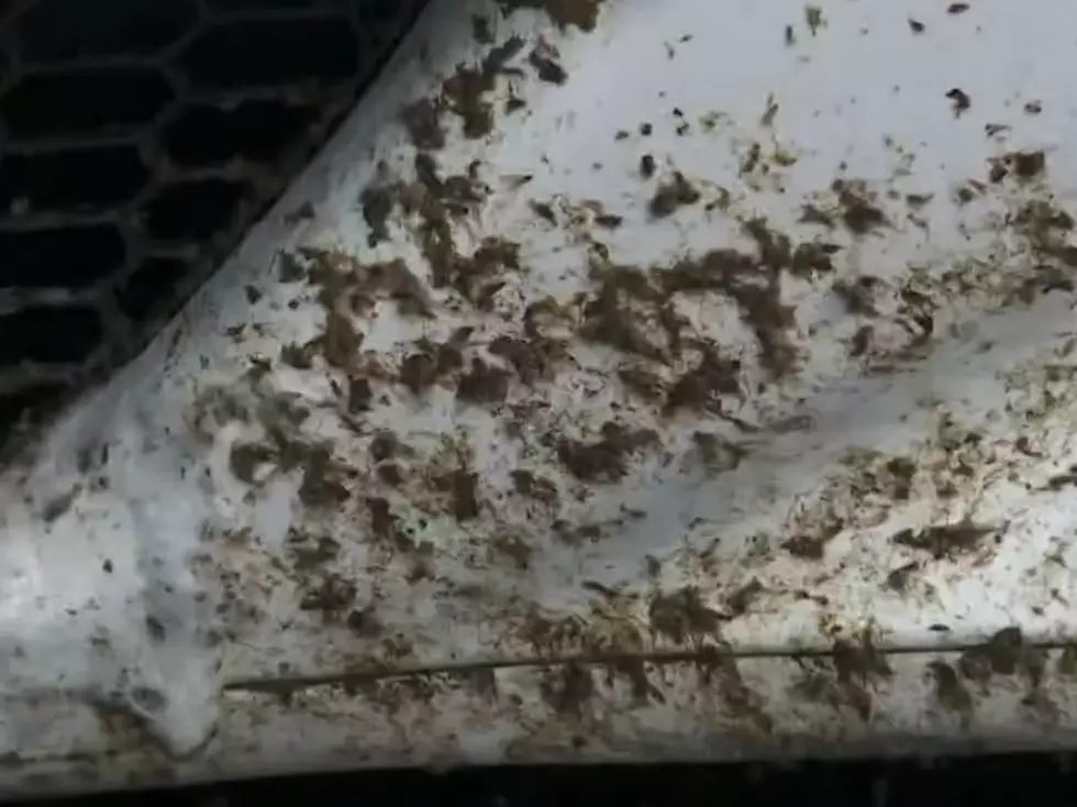 Millions of Midge Flies Invade South Louisiana [VIDEO]