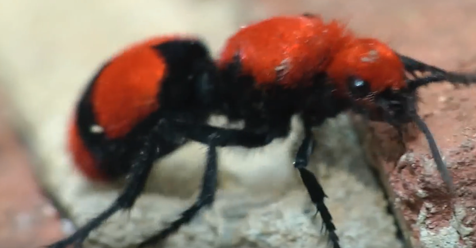 What The Hell Is A Cow Killer Wasp, And Is One Screaming In Your Yard