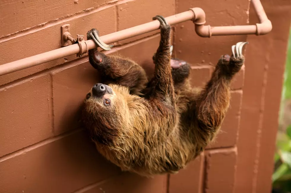 Play With Sloths at a Louisiana Barn