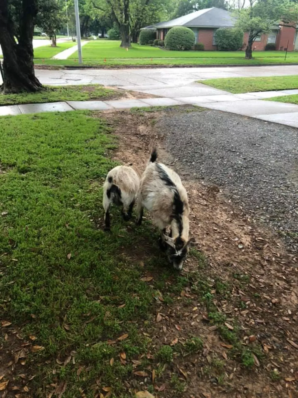 Who Let the Goats Out in Captain Shreve Area?