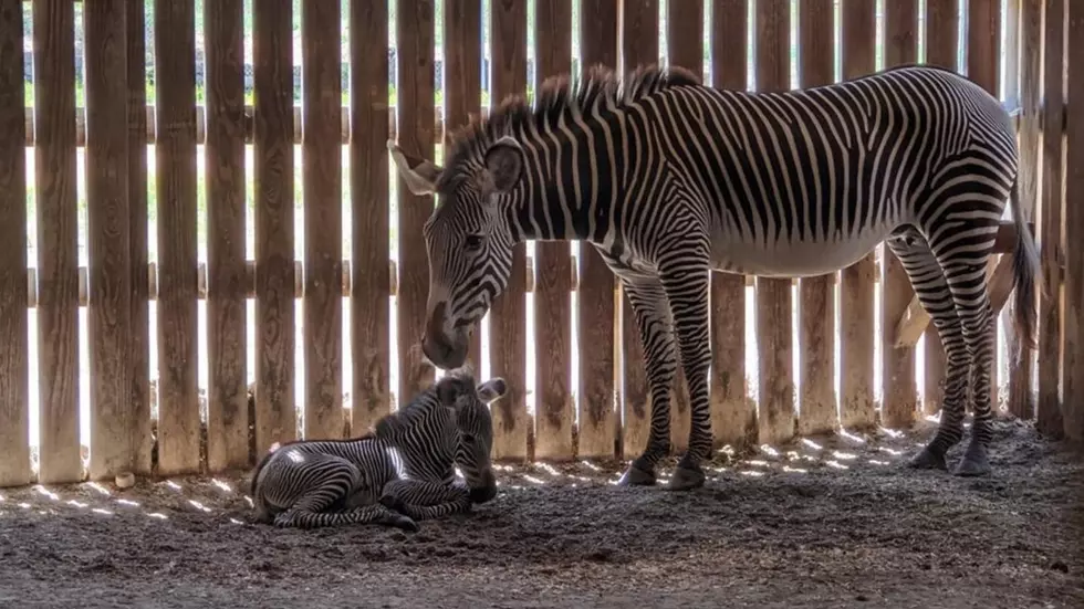 See Video of New Baby Zebra at Tyler Zoo