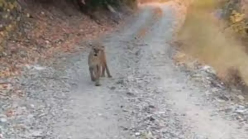 Watch Man’s Terrifying Encounter with Cougar