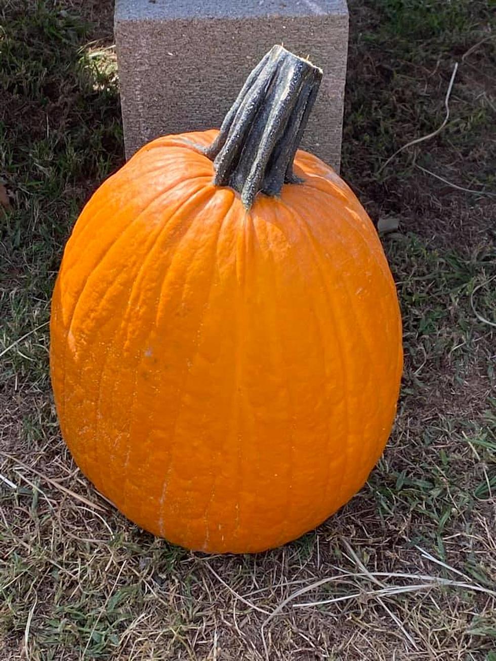 Here’s Our List of Best Pumpkin Patches in the Shreveport Area