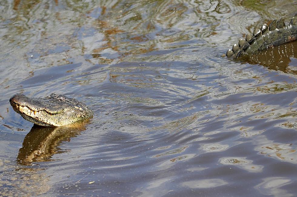 Body of Missing Louisiana Man Found…Inside Alligator