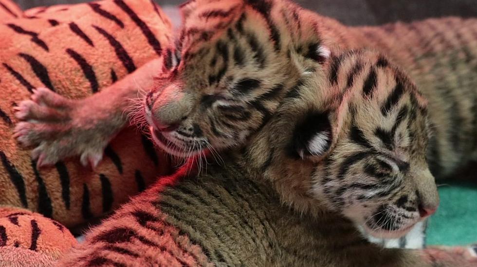 Two Tigers Born at Dallas Zoo &#8211; Cute Video Released