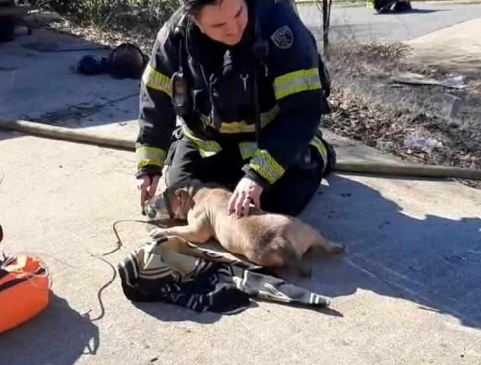 Shreveport Fire Department Rescues 3 Dogs and 1 Cat From House Fire (VIDEO)