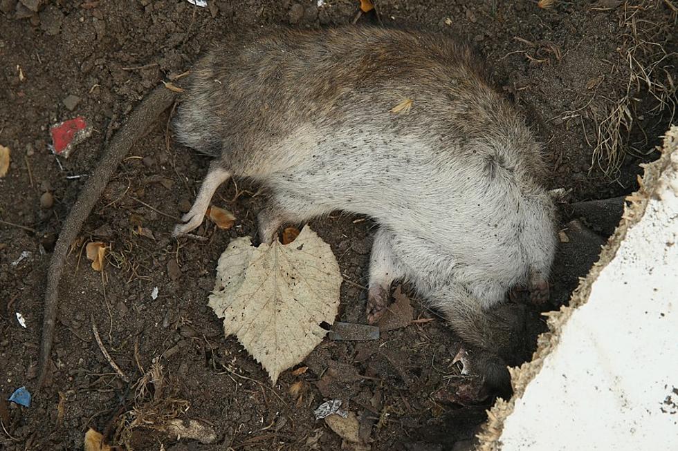 1,000 Rats Found in Discount Store Warehouse Serving Louisiana