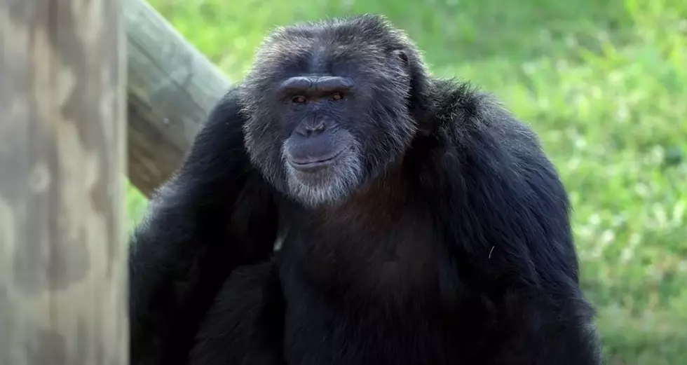 Keithville’s Chimp Haven Rescues 10 Chimps From Defunct Refuge