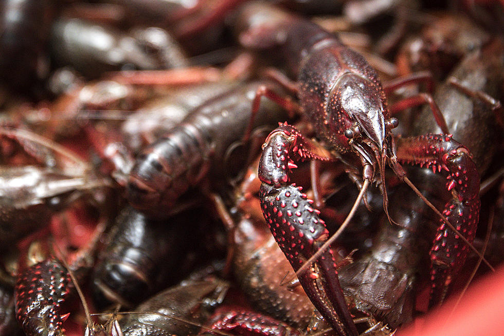 Prices Dropping as Louisiana Officially Kicks Off Crawfish Season