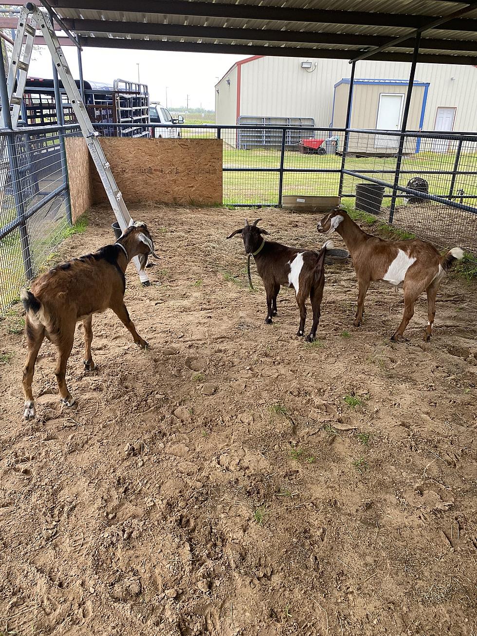Caddo Sheriff&#8217;s Department Asks: Are You Looking for Your Goats?