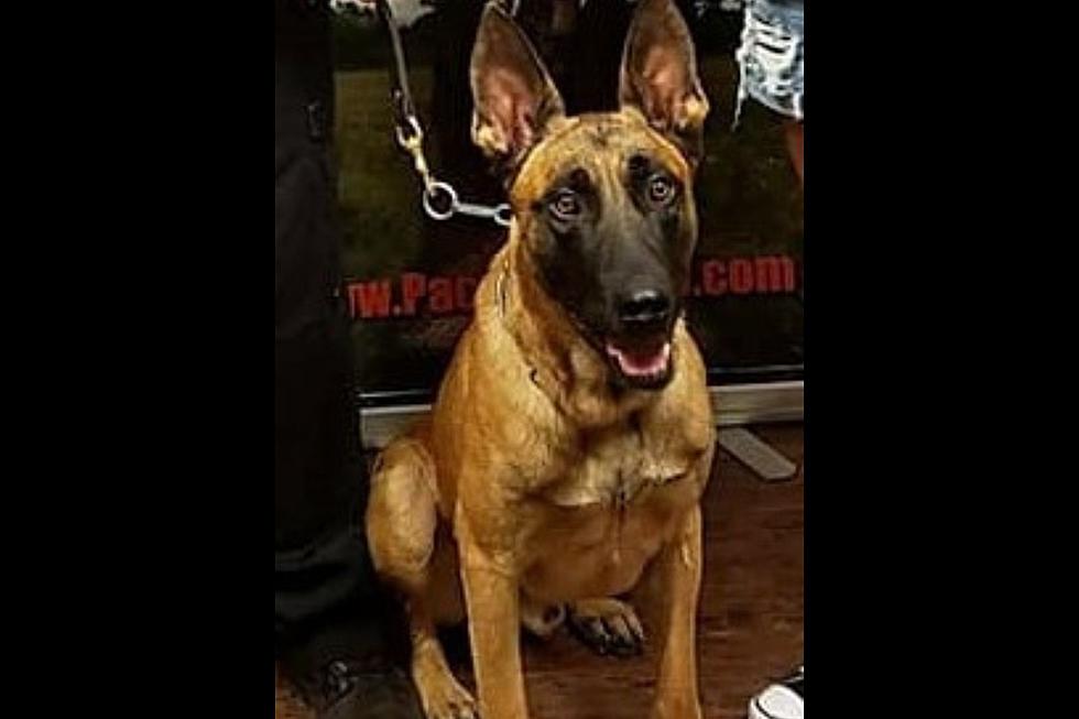 Shreveport K9 “Barry” Captures Catalytic Converter Thief