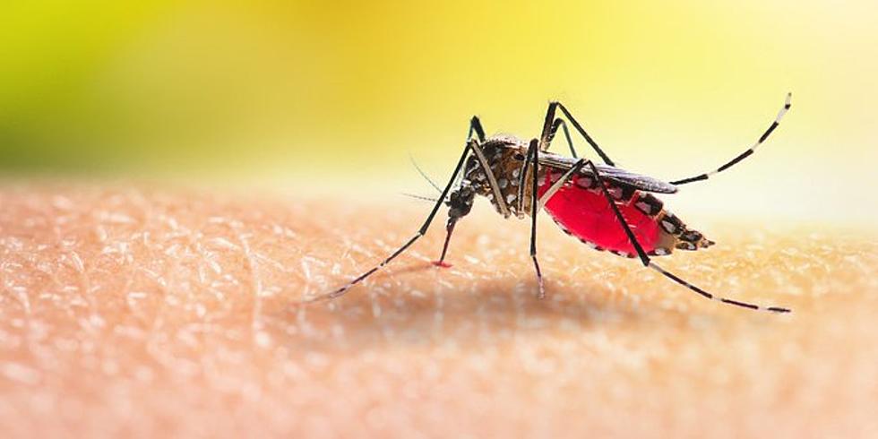 Do We Need to Worry About Malaria in Louisiana this Year?