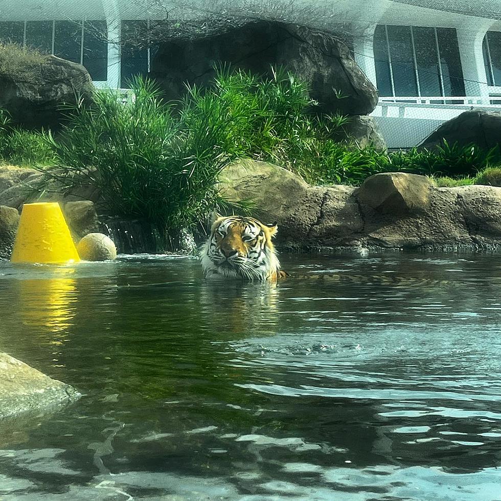 Watch Live: Mike the Tiger Doing Great in this Louisiana Heat