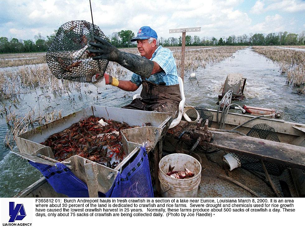 Louisiana Governor Wants Federal Help for Crawfish Farmers