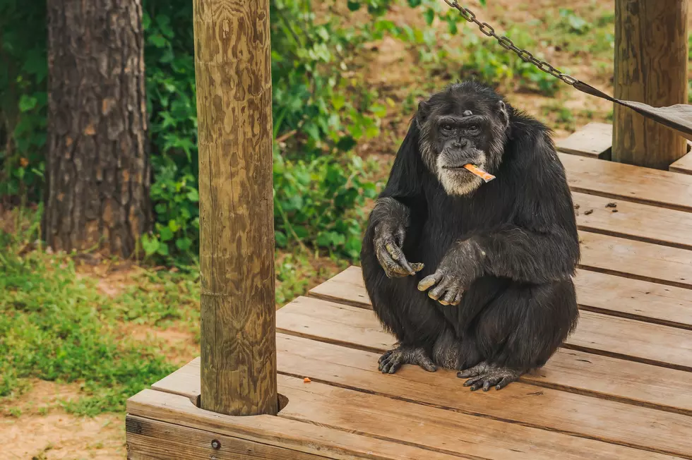Your Chance to Meet the Chimps at Chimp Haven&#8217;s Discovery Days