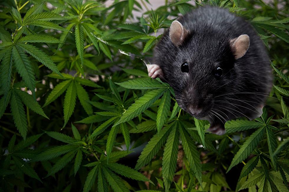 New Orleans Police Chief: "All the Rats are High"