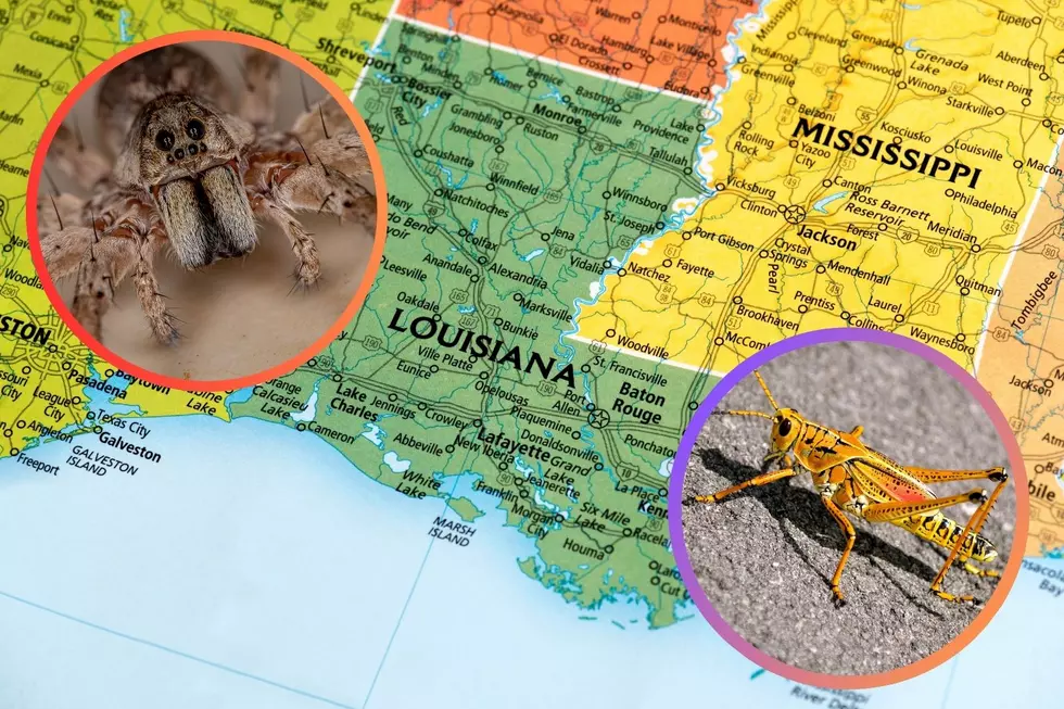 10 Weird & Fascinating Insects You Can Find in Louisiana