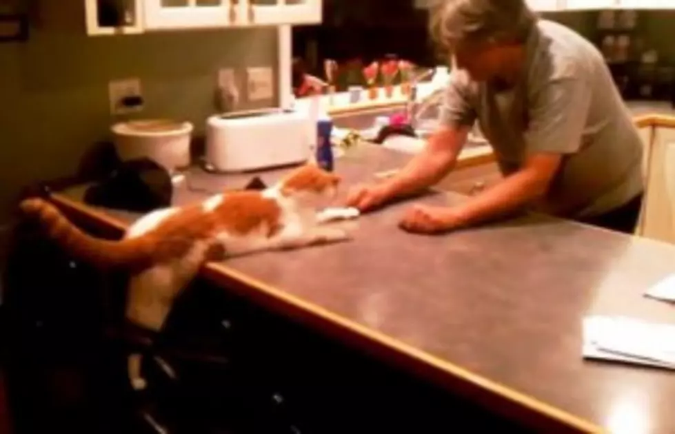 Cat Knows Which Hand Has The Food [VIDEO]