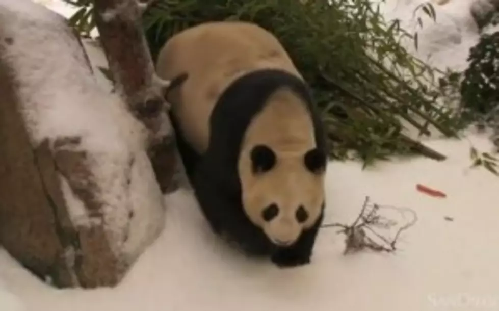 Panda&#8217;s First Snow [VIDEO]