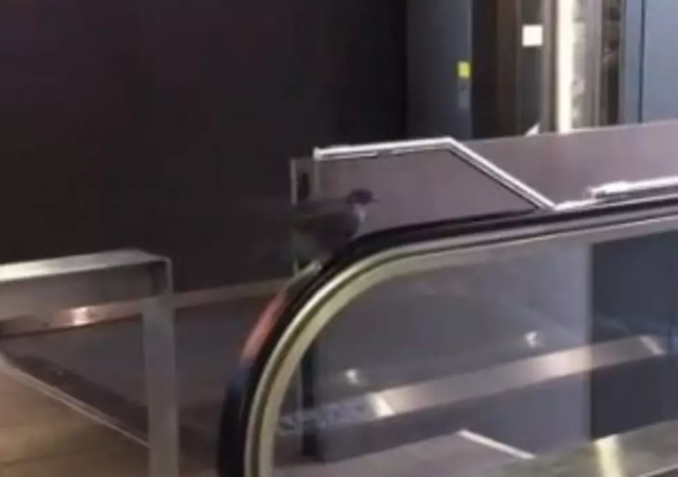 Pigeon Treadmill? [VIDEO]