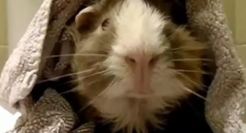 Check Out Funny Pet Interview with Guinea Pig