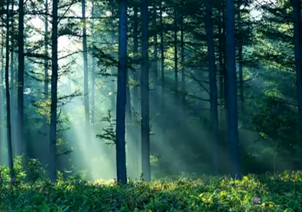 Relax With This 10-Hour Video of Soothing Forest and Nature Sounds