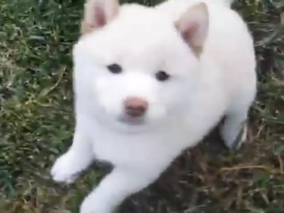 Cute Puppy Video of the Week: Puppy Attacks…An Ice Cube! (Video)