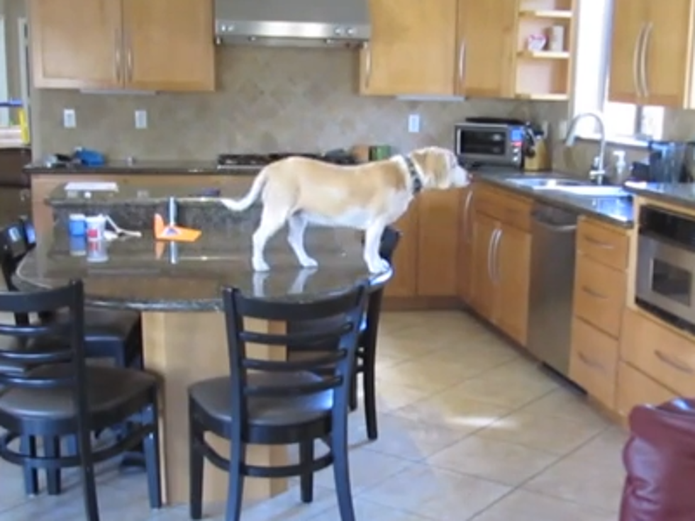 Hidden Camera Catches Creative Beagle Stealing Chicken Nuggets (Video)
