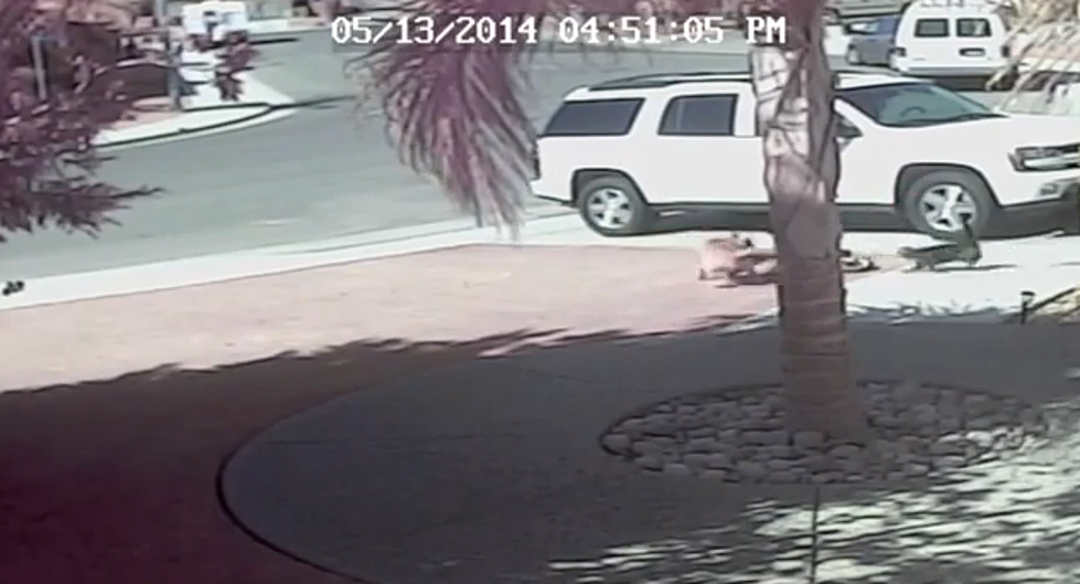 Family Cat Saves A Little Boy From A Dog Attack [VIDEO]