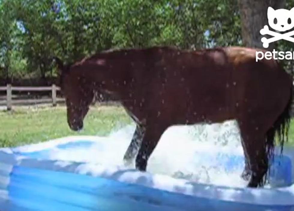 Horse Plays In Kiddie Swimming Pool [VIDEO]