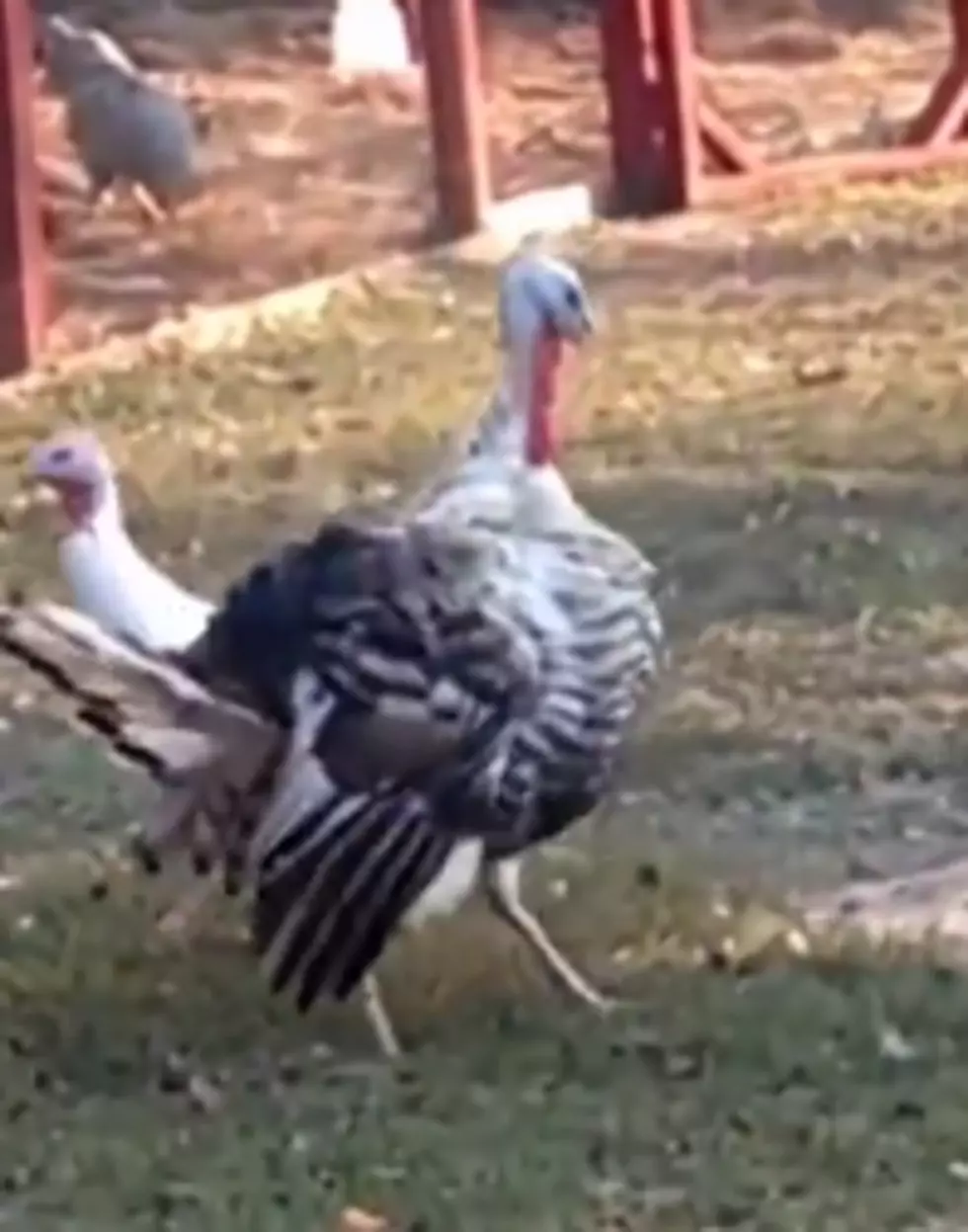 A Turkey Spins In Circles, Gets Dizzy And Falls Over [Video]