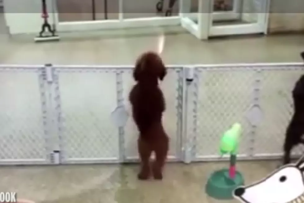 Dog Dances To Greet Owner [VIDEO]