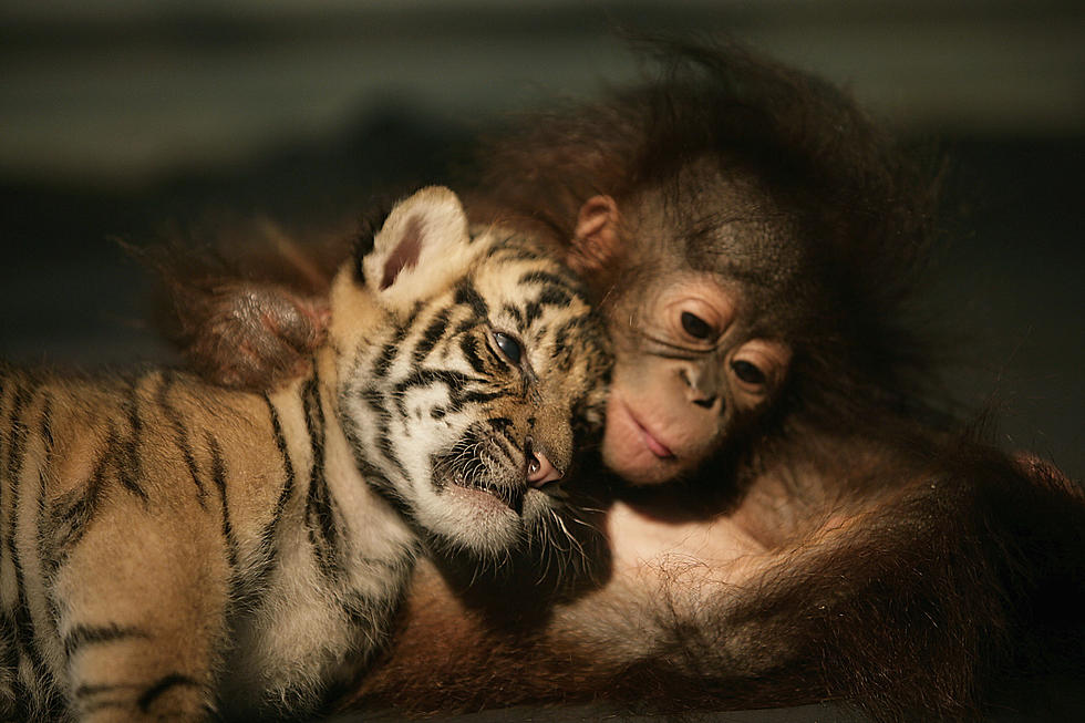 Orangutan Babysits Tiger Cubs [VIDEO]