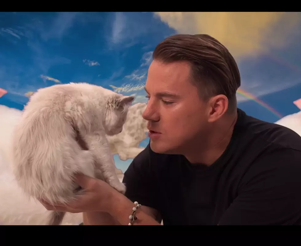 Channing Tatum Says 8 Hateful Things to a Kitten [VIDEO]
